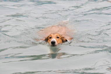 İskoçya çoban köpeği