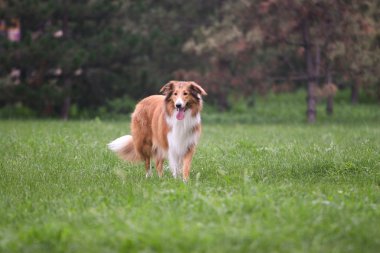 İskoçya çoban köpeği