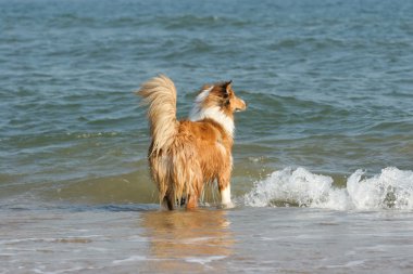 İskoçya çoban köpeği