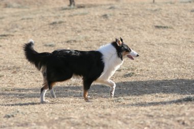 İskoçya çoban köpeği