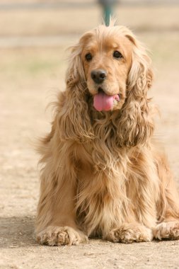  İngiliz cocker spaniel köpek
