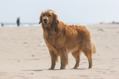 Golden retriever köpeği 