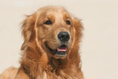 Golden retriever köpeği 