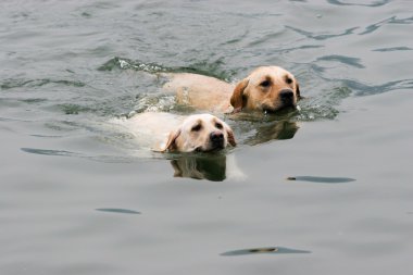 Labrador retriever köpek