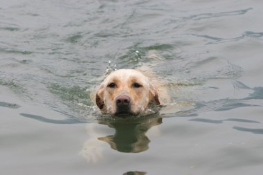 Labrador retriever köpek
