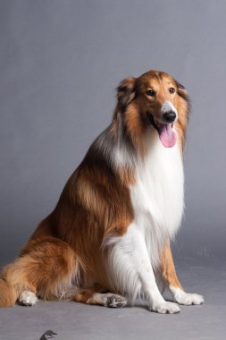 İskoçya çoban köpeği