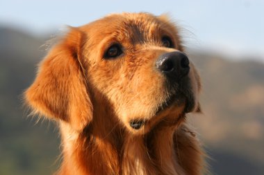 Golden retriever köpeği