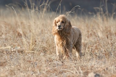  İngiliz cocker spaniel köpek