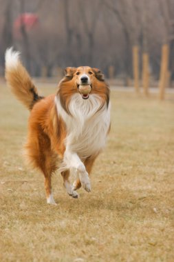 İskoçya çoban köpeği