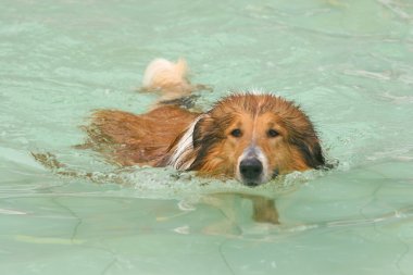 İskoçya çoban köpeği