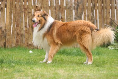 İskoçya çoban köpeği