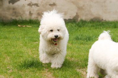 Bichon frise köpek