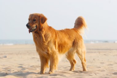 Golden retriever köpeği
