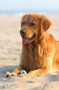 Golden retriever köpeği