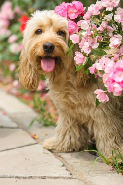 Karışık yavru horoz İspanyol