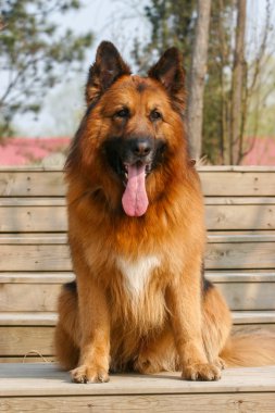 Alman çoban köpeği.