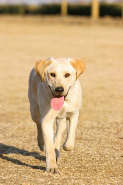 Labrador retriever köpek