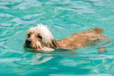 Karışık yavru horoz İspanyol