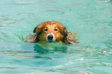 İskoçya çoban köpeği