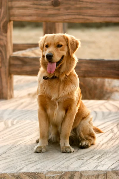 Golden cane retriever — Foto Stock