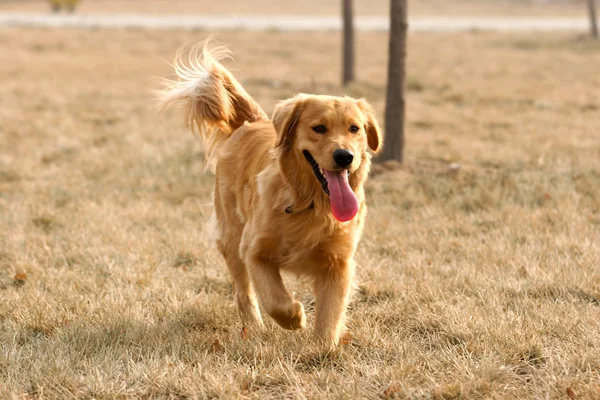 Golden retriever perro —  Fotos de Stock