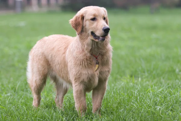 Pies golden retriever — Zdjęcie stockowe