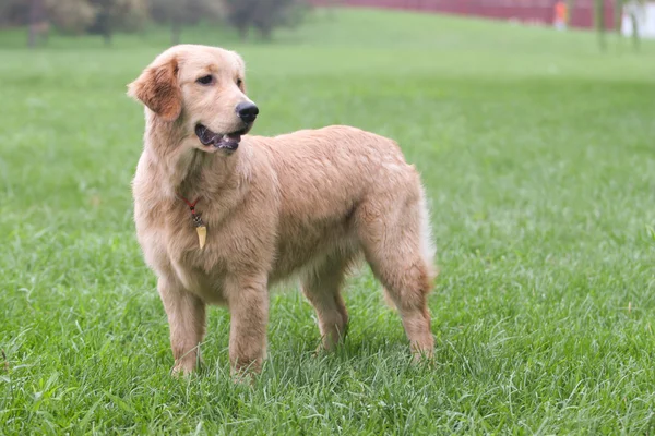 Pies golden retriever — Zdjęcie stockowe