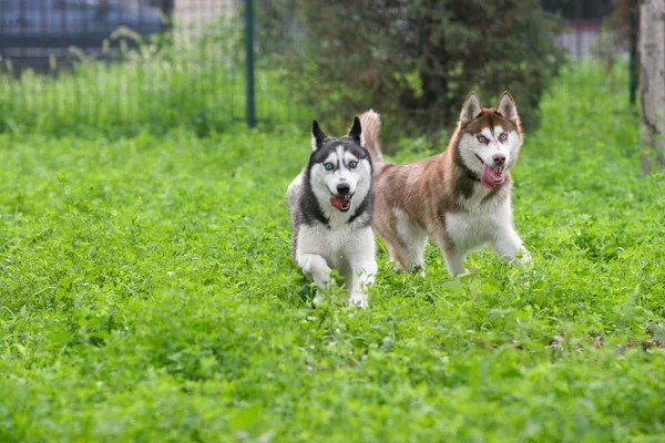 Chien Husky sibérien — Photo