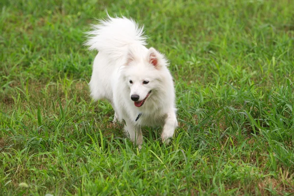 Japonês spitz cão — Fotografia de Stock