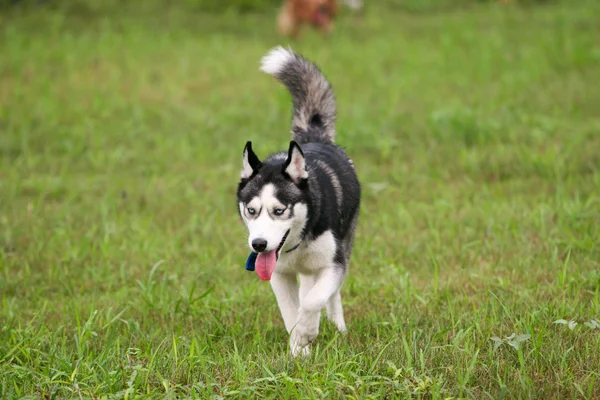 Siberische Husky hond — Stockfoto