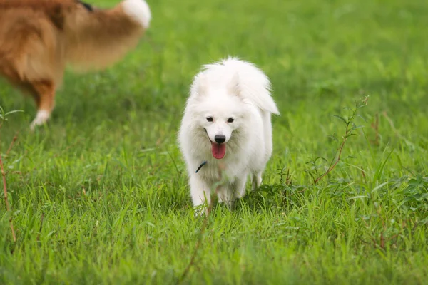 Chien japonais Spitz — Photo