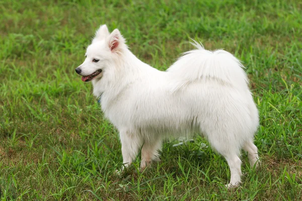 Japonés Spitz perro — Foto de Stock