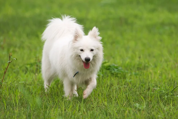 Japanse spits hond — Stockfoto