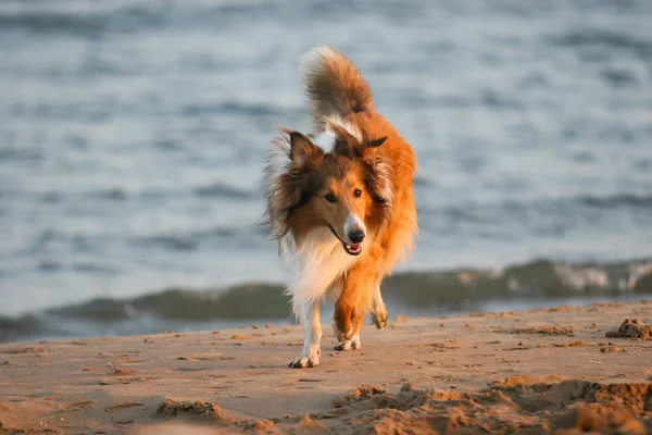 İskoçya çoban köpeği — Stok fotoğraf