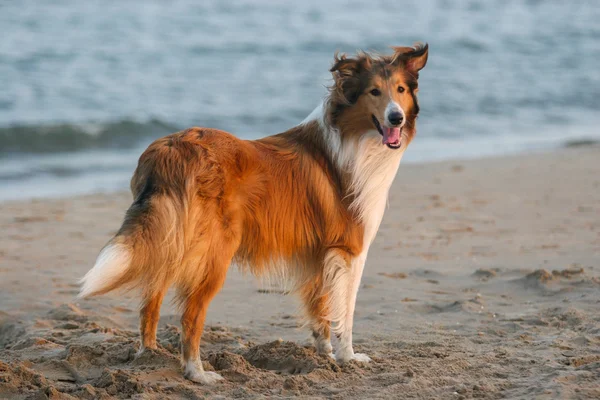 Scotland cão pastor — Fotografia de Stock