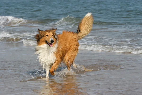İskoçya çoban köpeği