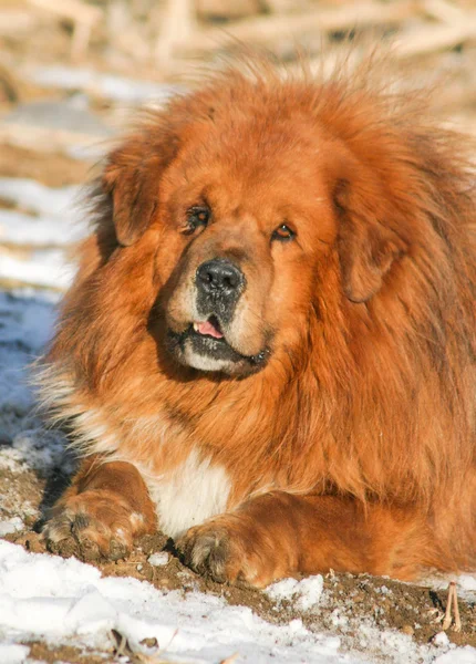 Cão mastim tibetano — Fotografia de Stock