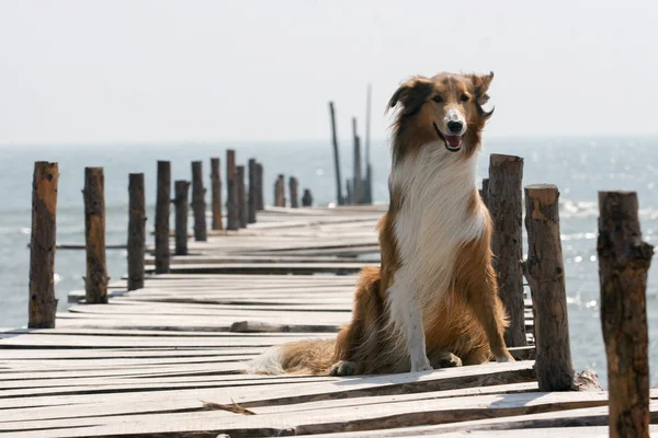 Scotland cão pastor — Fotografia de Stock