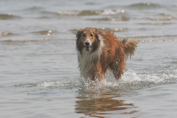Escocia pastor perro —  Fotos de Stock