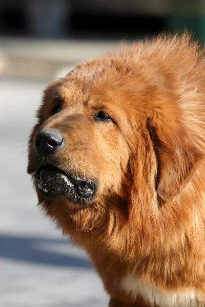 Tibetan Mastiff Dog — Stock Photo, Image
