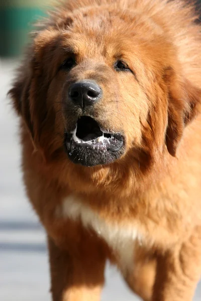 Tibetan Mastiff Dog — Stock Photo, Image