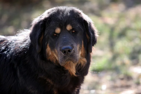 Cão mastim tibetano — Fotografia de Stock