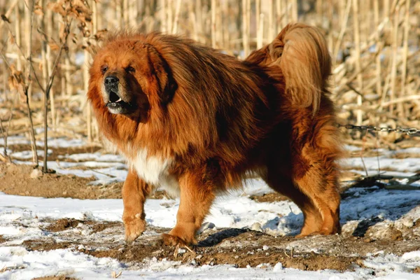 Cão mastim tibetano — Fotografia de Stock