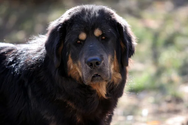 Cão mastim tibetano — Fotografia de Stock