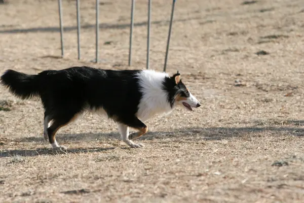 Schotse herdershond — Stockfoto