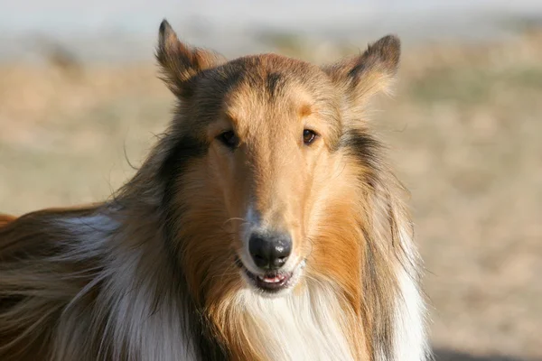 Scotland cão pastor — Fotografia de Stock