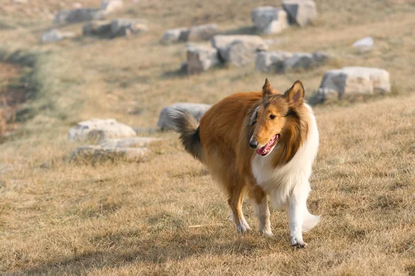 スコットランドの羊飼いの犬 — ストック写真