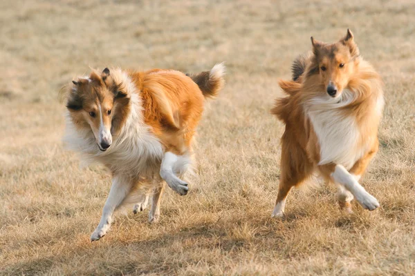 Scotland shepherd dog — Stock Photo, Image