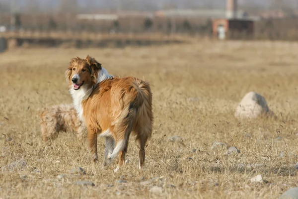 Scotland cão pastor — Fotografia de Stock