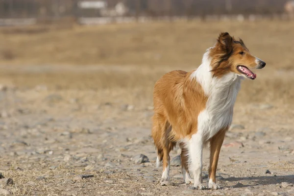 İskoçya çoban köpeği — Stok fotoğraf